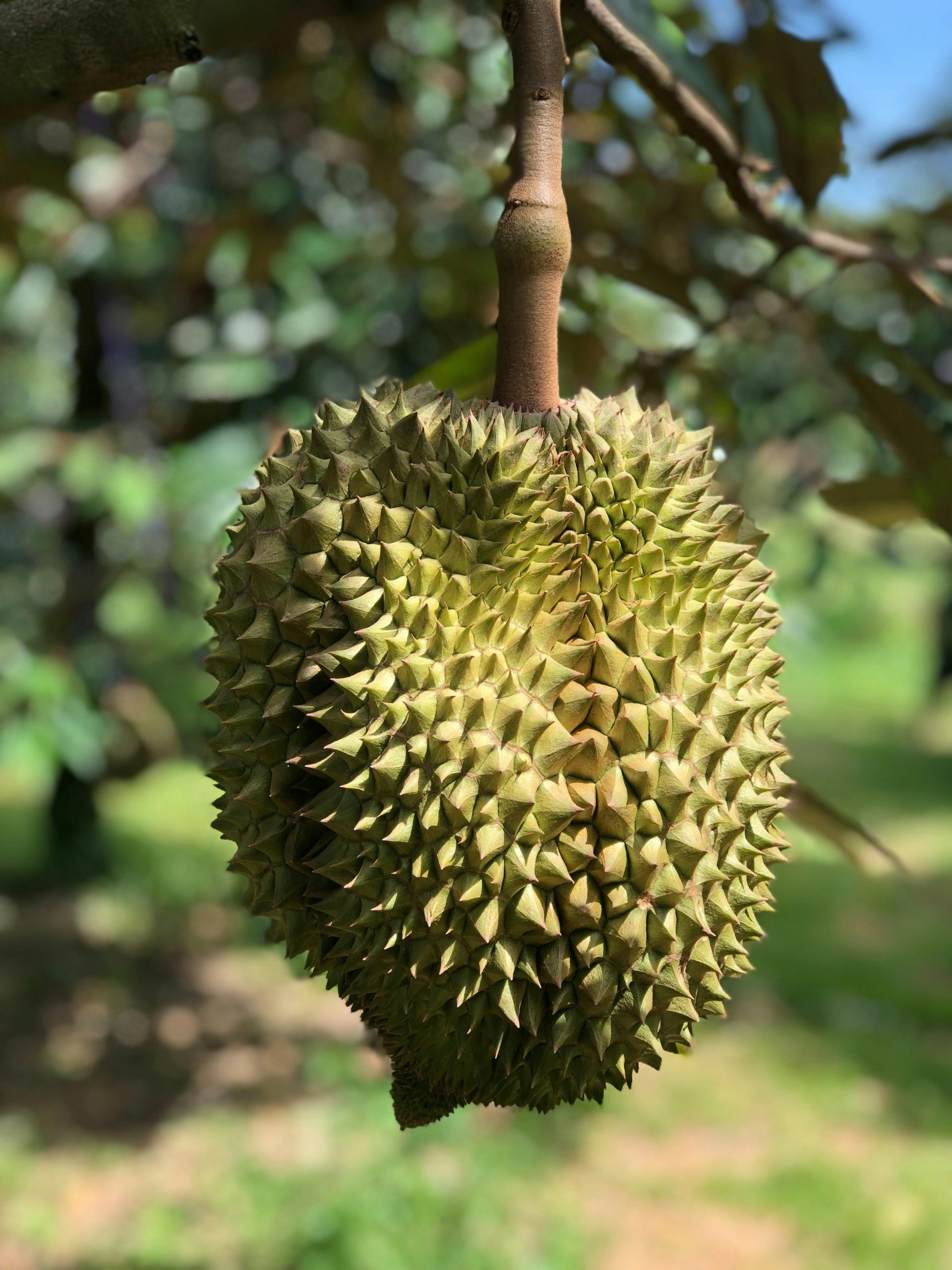 What Is The Best Fertilizer For Blooming Durian Trees? Malaysia's